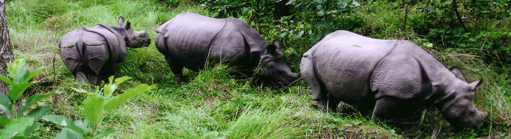 Chitwan National Park